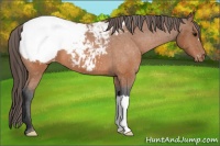 Horse Color:Bay Snowcap 