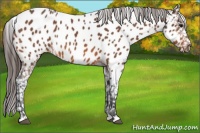 Horse Color:Bay Near Leopard 