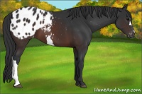 Horse Color:Brown Appaloosa
