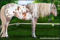 Horse Color:White Spotted Liver Chestnut Sabino Appaloosa 
