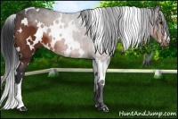 Horse Color:White Spotted Bay 