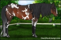 Horse Color:White Spotted Brown 