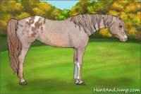 Horse Color:Red Roan Appaloosa 