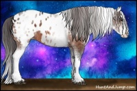 Horse Color:White Spotted Bay Splash Appaloosa