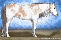 Horse Color:White Spotted Bay Blanket 