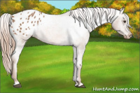 Horse Color:Chestnut Appaloosa