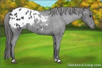 Horse Color:Black Blanket 