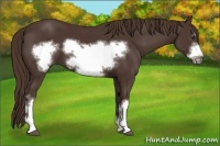 Horse Color:Liver Chestnut Frame 
