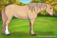 Horse Color:Palomino Roan Dun 