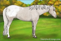Horse Color:Silver Smoky Black Appaloosa 