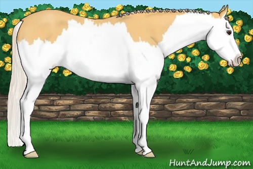 Horse Color:Palomino Roan Splash