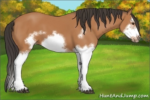 Horse Color:Bay Splash Frame 