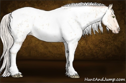 Horse Color: Silver Amber Champagne Roan Dun Splash Tobiano Frame Near Leopard Rabicano 