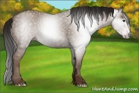 Horse Color:Gray Classic Champagne 