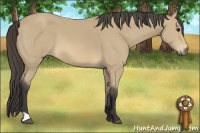 Horse Color:Buckskin 