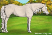 Horse Color:Cremello Splash  Brindle
