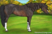 Horse Color:Brown Rabicano Brindle