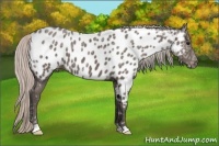 Horse Color:Silver Black Ice Appaloosa