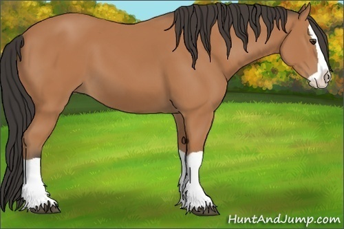 Horse Color:Bay Splash 