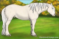 Horse Color:Cremello Splash  Brindle