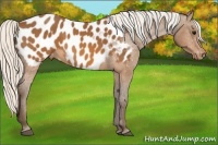 Horse Color:Silver Buckskin Near Leopard 