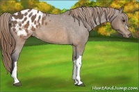 Horse Color:Buckskin Blanket 