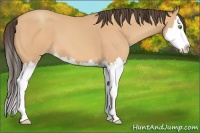 Horse Color:Amber Champagne Splash 