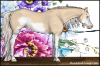 Horse Color:Silver Classic Champagne Dun Splash Frame