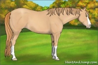 Horse Color:Gold Champagne Splash 