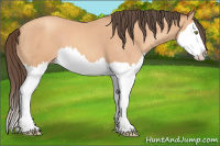 Horse Color:Amber Champagne Splash 