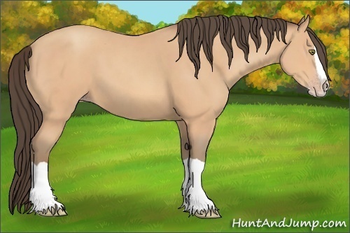 Horse Color: Amber Champagne Splash 