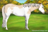 Horse Color:Silver Classic Champagne Dun Splash Frame 