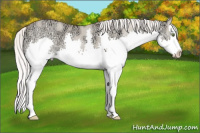 Horse Color:Silver Classic Champagne Ice Dun Splash