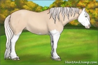 Horse Color:Silver Amber Champagne Dun Splash 