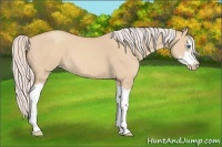 Horse Color:Silver Classic Champagne Dun Splash Frame 