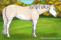 Horse Color:Silver Classic Champagne Dun Splash Frame 