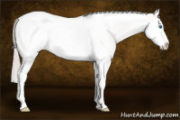 Horse Color:Perlino Splash Tobiano Frame 
