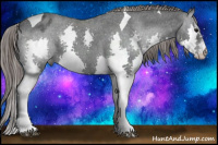 Horse Color:Black Splash Tobiano Appaloosa 