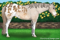 Horse Color:Buckskin Roan Sabino Blanket 