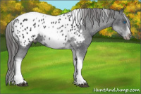 Horse Color:White Spotted Black Splash Tobiano Frame Appaloosa