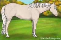Horse Color:Cremello 