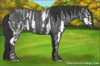 Horse Color:White Spotted Blue Roan Rabicano  Brindle