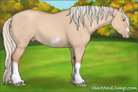 Horse Color:Silver Classic Champagne Dun Splash Frame 