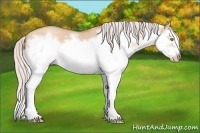 Horse Color:Silver Classic Champagne Dun Splash Frame 