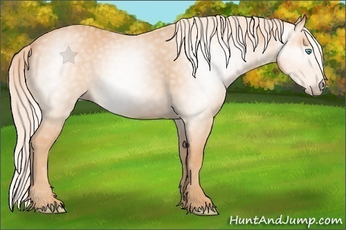 Horse Color:Gray Cremello