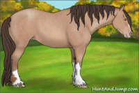 Horse Color:Amber Champagne 