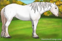 Horse Color:Chestnut Snowcap 
