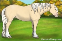 Horse Color:White Spotted Gold Cream Champagne