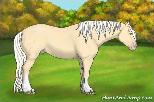 Horse Color: White Spotted Gold Cream Champagne 