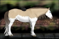 Horse Color:Classic Cream Champagne Dun Splash 